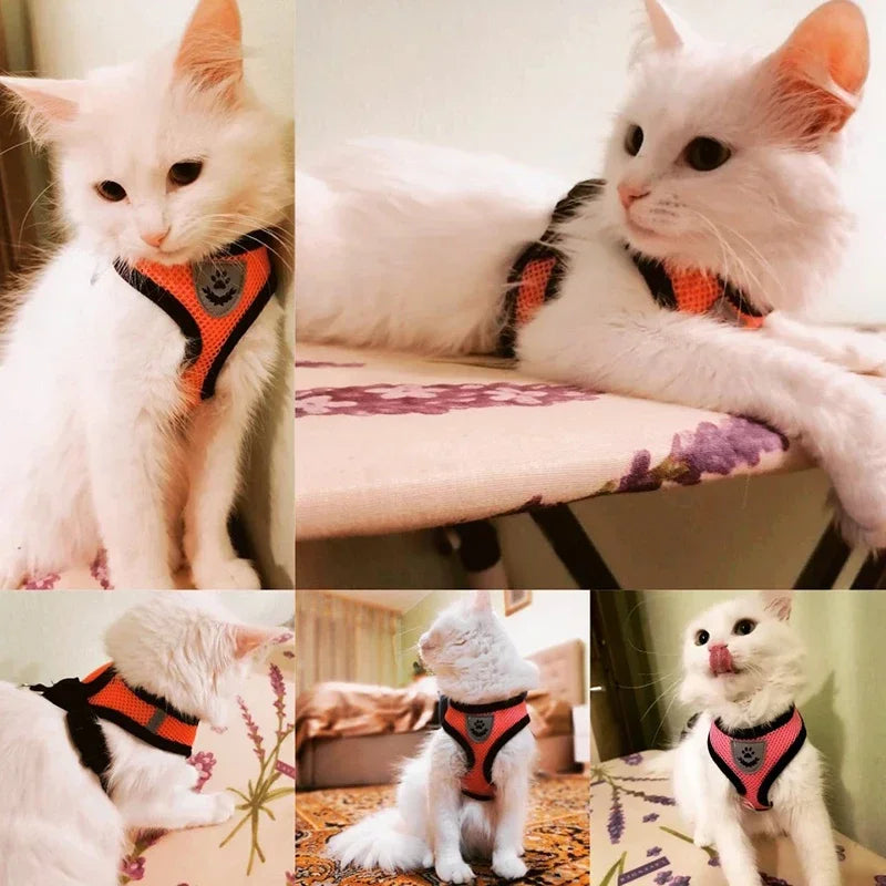 Breathable Pet Harness with Leash 🐾