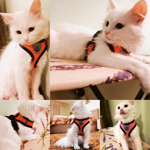 Breathable Pet Harness with Leash 🐾
