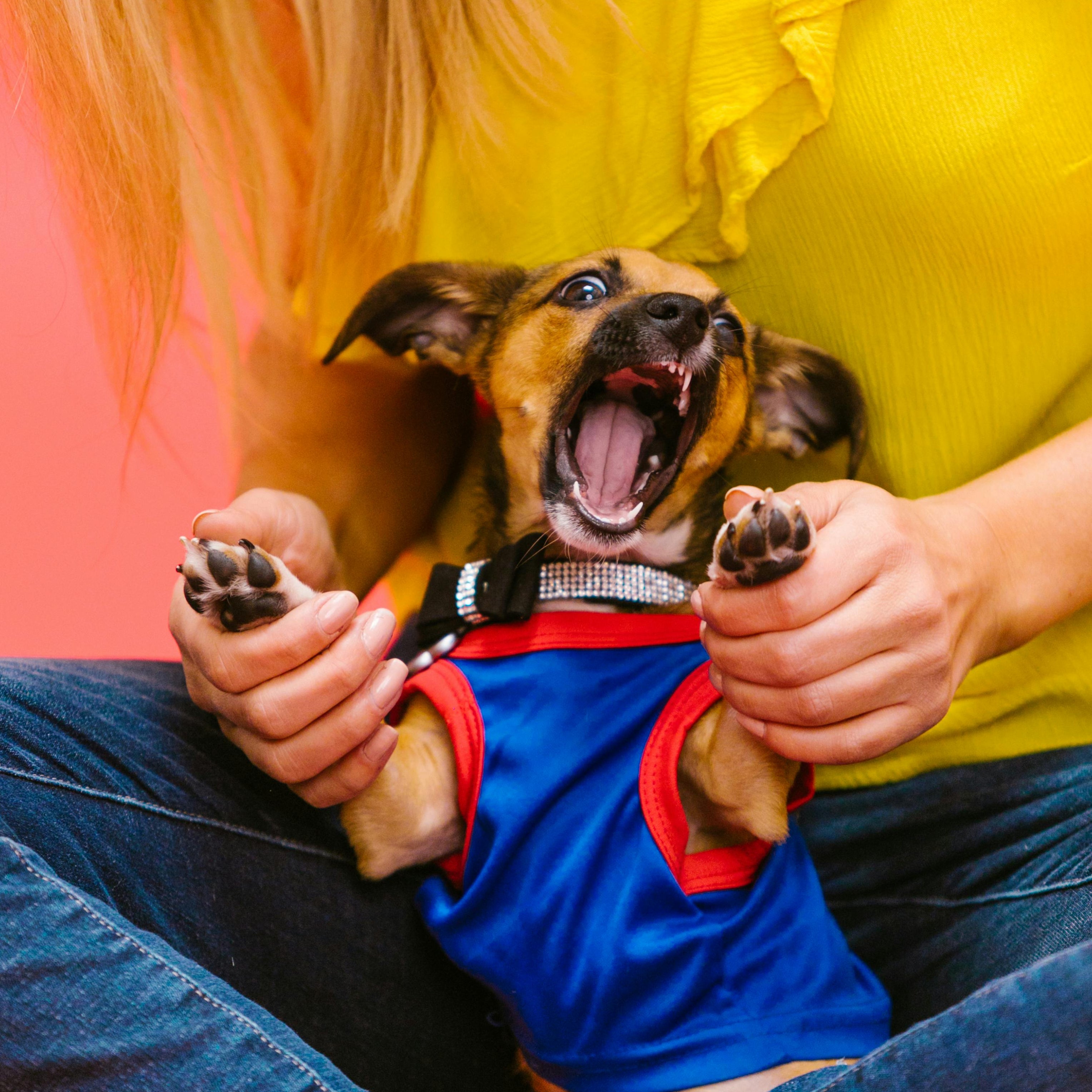 Person holding a small dog in a blue outfit with a red collar against a pink background